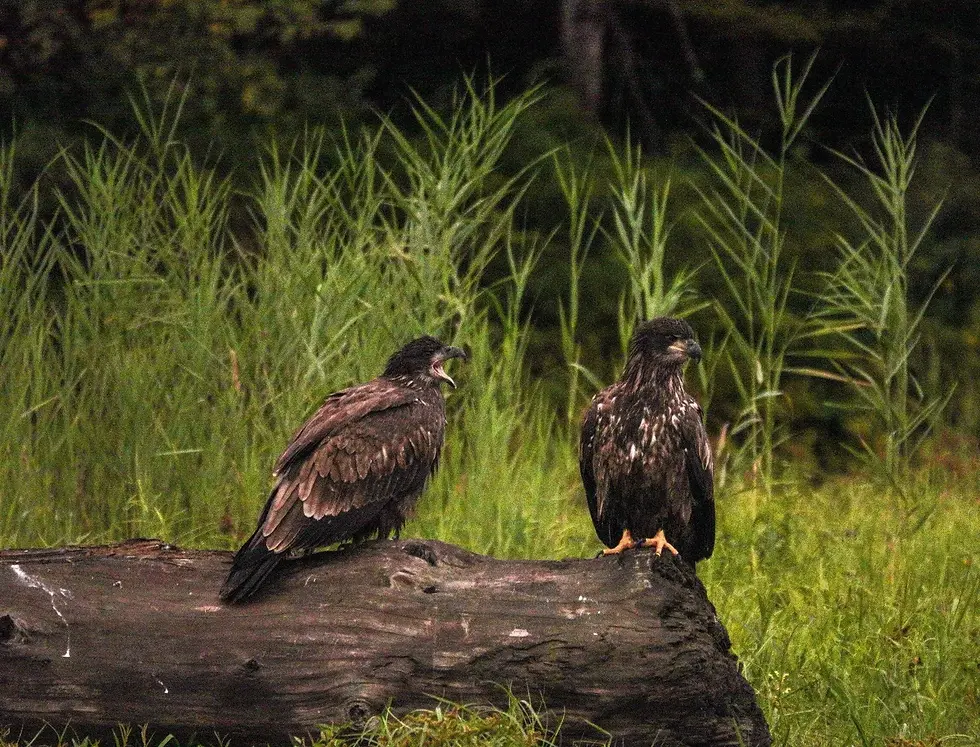 Fledgling eaglets have outgrown their nest and practice taking flight at the Waterbury Reservoir recently. Photos by Sheila Goss