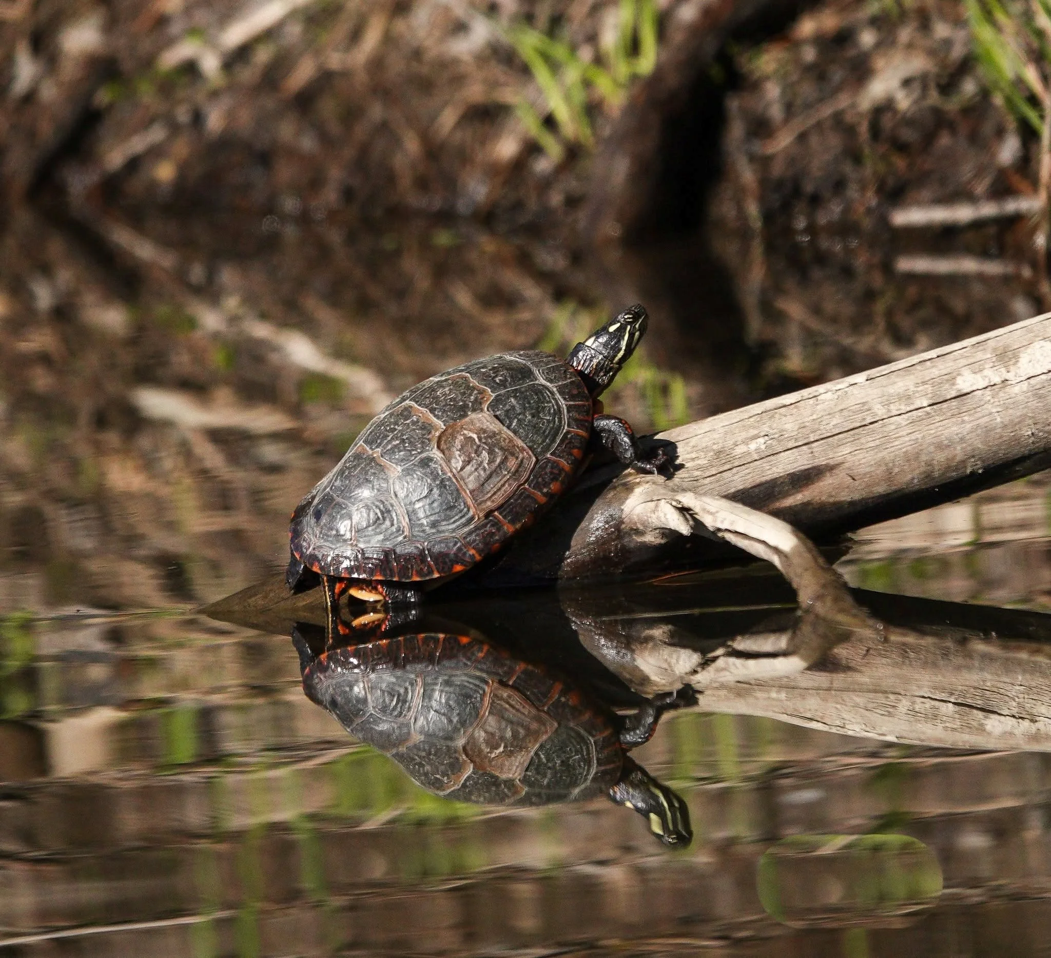 A painted turtle is reflected on the water at the Waterbury Reservoir. Photo by Sheila Goss