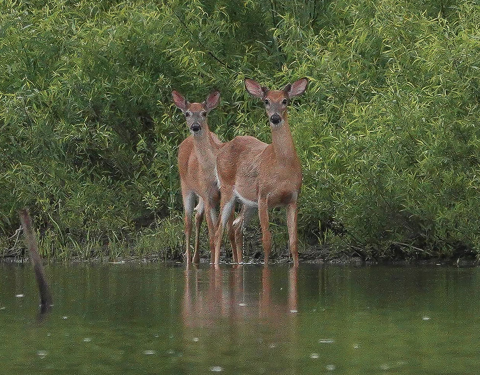 



Deer spotted at the Cotton Brook access. Photo by Sheila Goss


