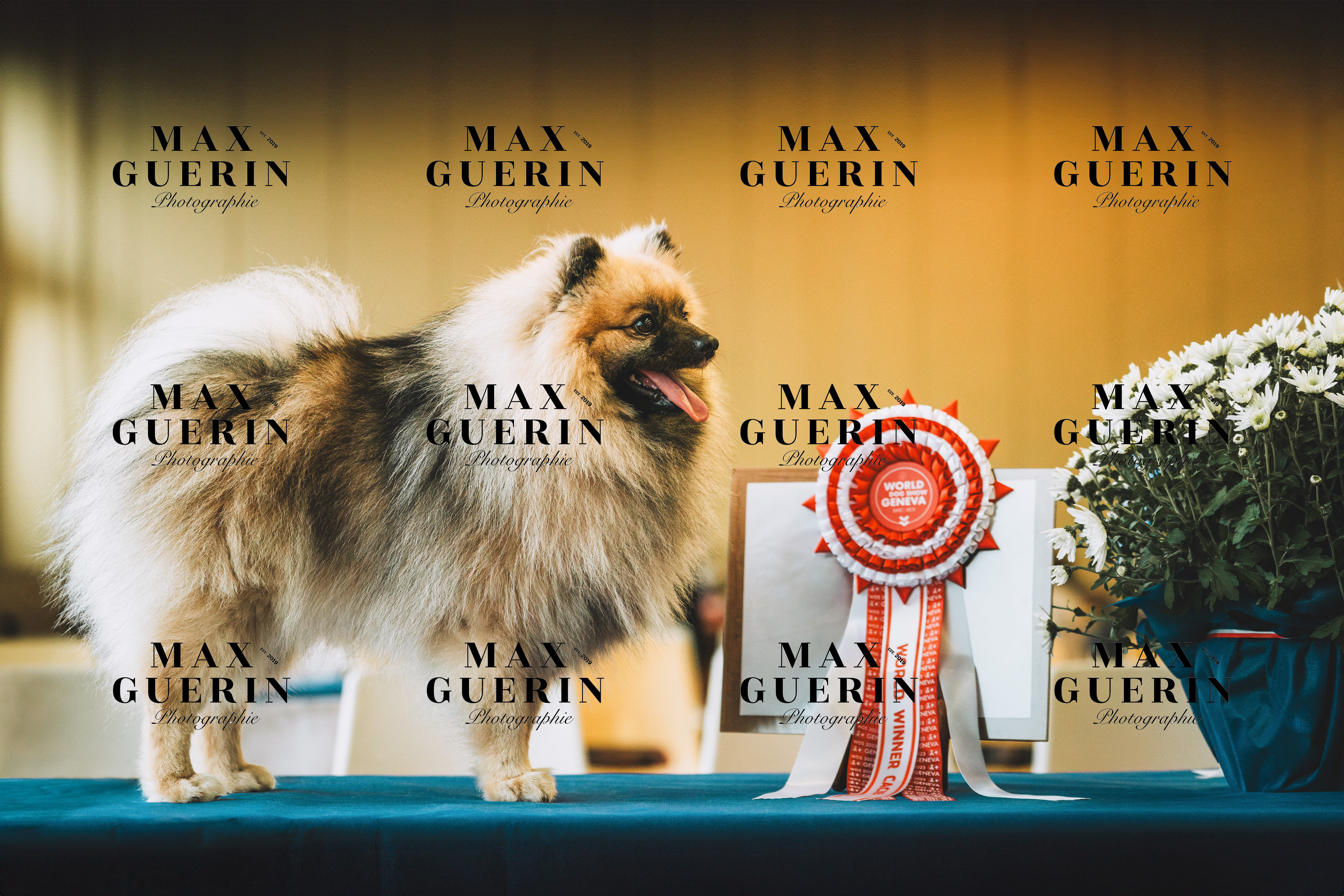 La Photo du Champion 🐕🏆