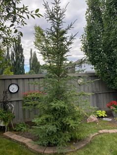 Terri Howard, Alberta Grade 1 Tree.jpeg
