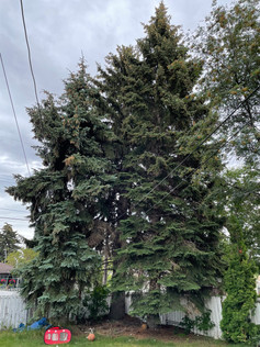 Robert Cummings, Alberta Grade 1 Tree.jpeg