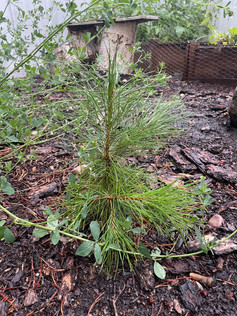 Tanya Voth, Alberta Grade 1 Tree.jpeg