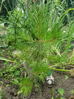 Ella_s Pine - Jill MacKenzie, Alberta Grade 1 Tree.jpeg