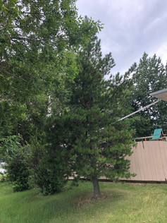 Josh Koehli, Alberta Grade 1 Tree.jpeg