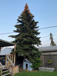 Norma Reed, Alberta Grade 1 Tree.jpeg