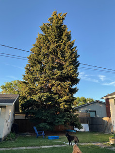 Karen Pinkoski, Alberta Grade 1 Tree.jpeg