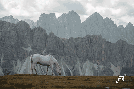 fokusreich fotoanimation pferd