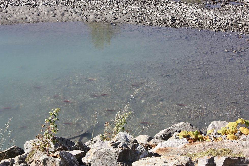 Kokanee1.JPG