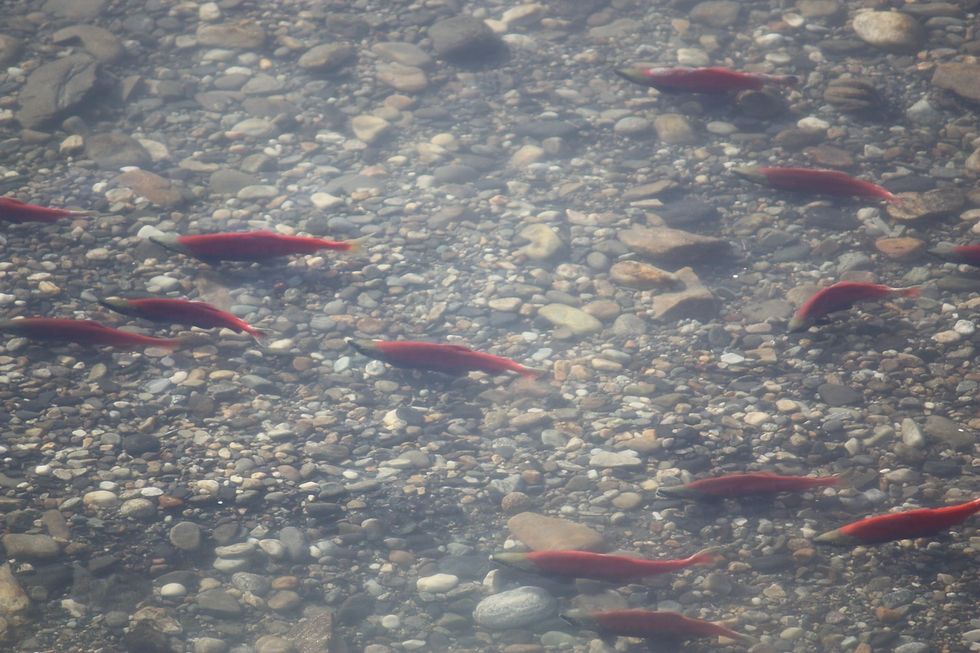 Kokanee2.JPG