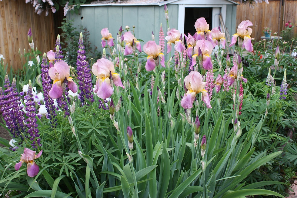 MomsGarden65.jpg