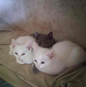 Trois chatons