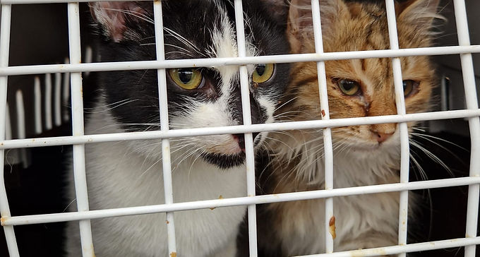 Maki et Princesse, 8 et 4 mois, mâle et femelle