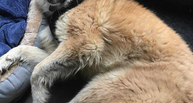 Marija, jeune chienne