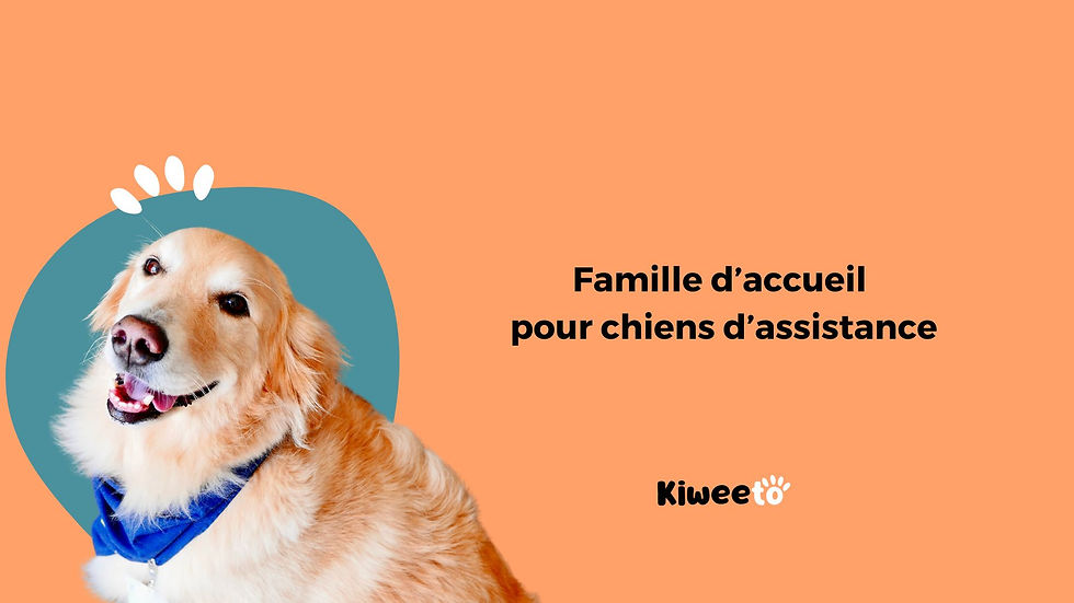 famille d'accueil pour chiens d'assistance