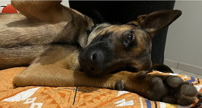 Hazul, 2 ans, mâle