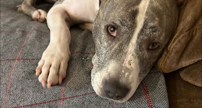 Perla, 5 ans, femelle