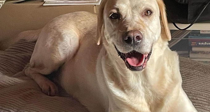 Phoebe, 8 ans, femelle