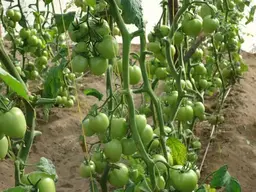 How to Get Rid of Powdery Mildew on Tomatoes