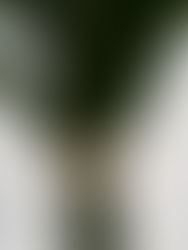 Luvie lança Coleção Raízes em parceria com o designer Sergio Matos, inspirada na Amazônia