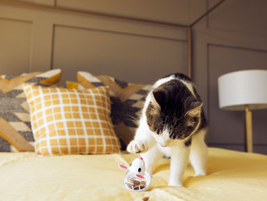 Cuidados com os pets durante a Páscoa