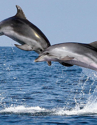 dolphin_16x9_2.jpg