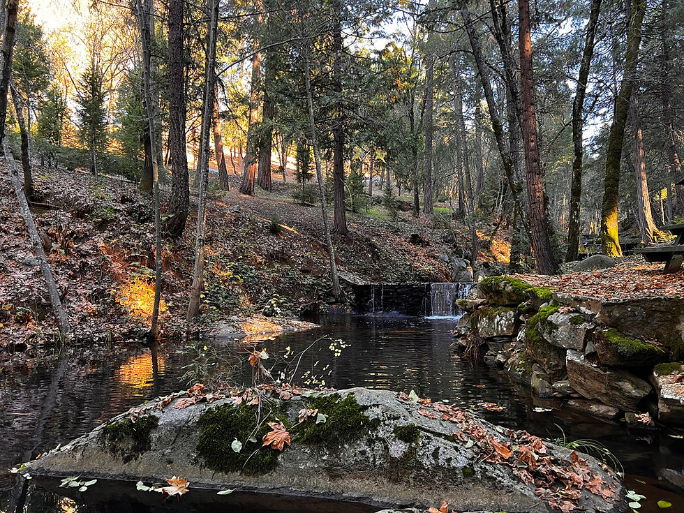 Photo of a creek with a waterfall, fall leaves and pine trees somewhere in Northern California foothills