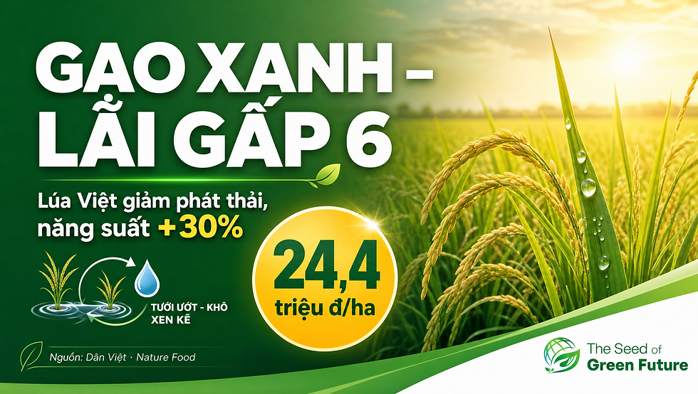 Cánh đồng lúa phát thải thấp Việt Nam - năng suất tăng 30%, nông dân lãi tới 24 triệu/ha