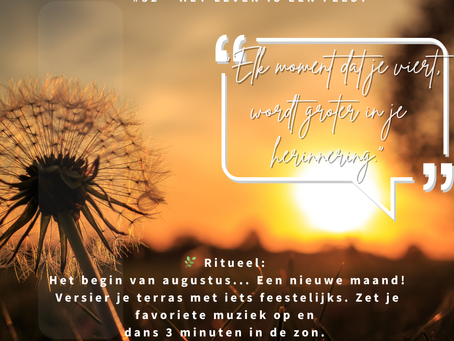 paardenbloem in zonsondergang