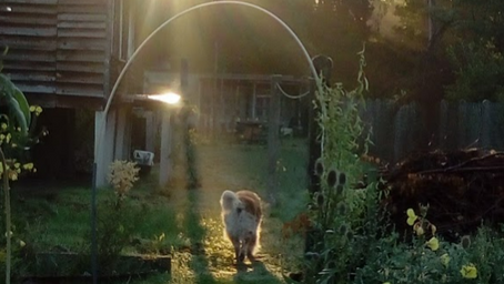hond bij zonsopgang