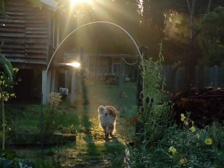 hond bij zonsopgang