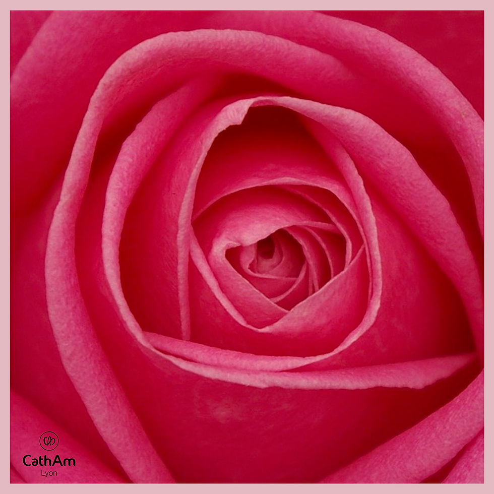 Miniature : Rose