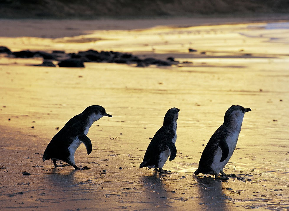 Penguins | AC Healthy Solutions