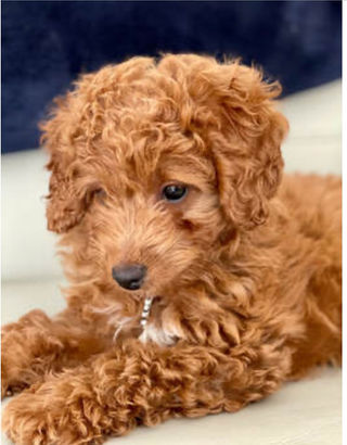 Cavoodles Labradoodles and Poodles from Ruff n Roll brings joy