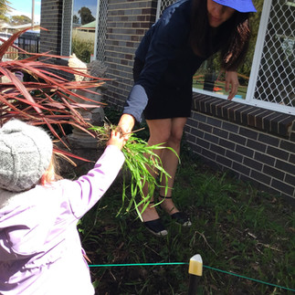 TG's Uralla toddler helping the weed the garden.jpeg| TG's Child Care | Brilliant-Online