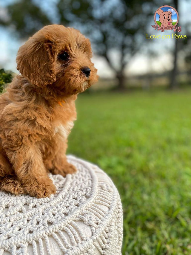 Specialist in Cavoodles and Poodles - Ruff n' Roll as featured in Brilliant-Online
