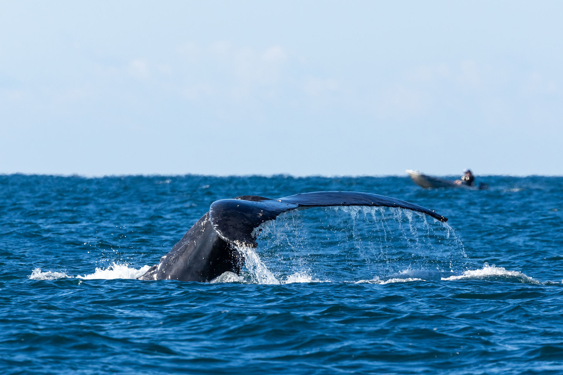 Humpback Whale Photo: Richard Cunningham | Brilliant Online Australia Singapore UK | Brilliant Online