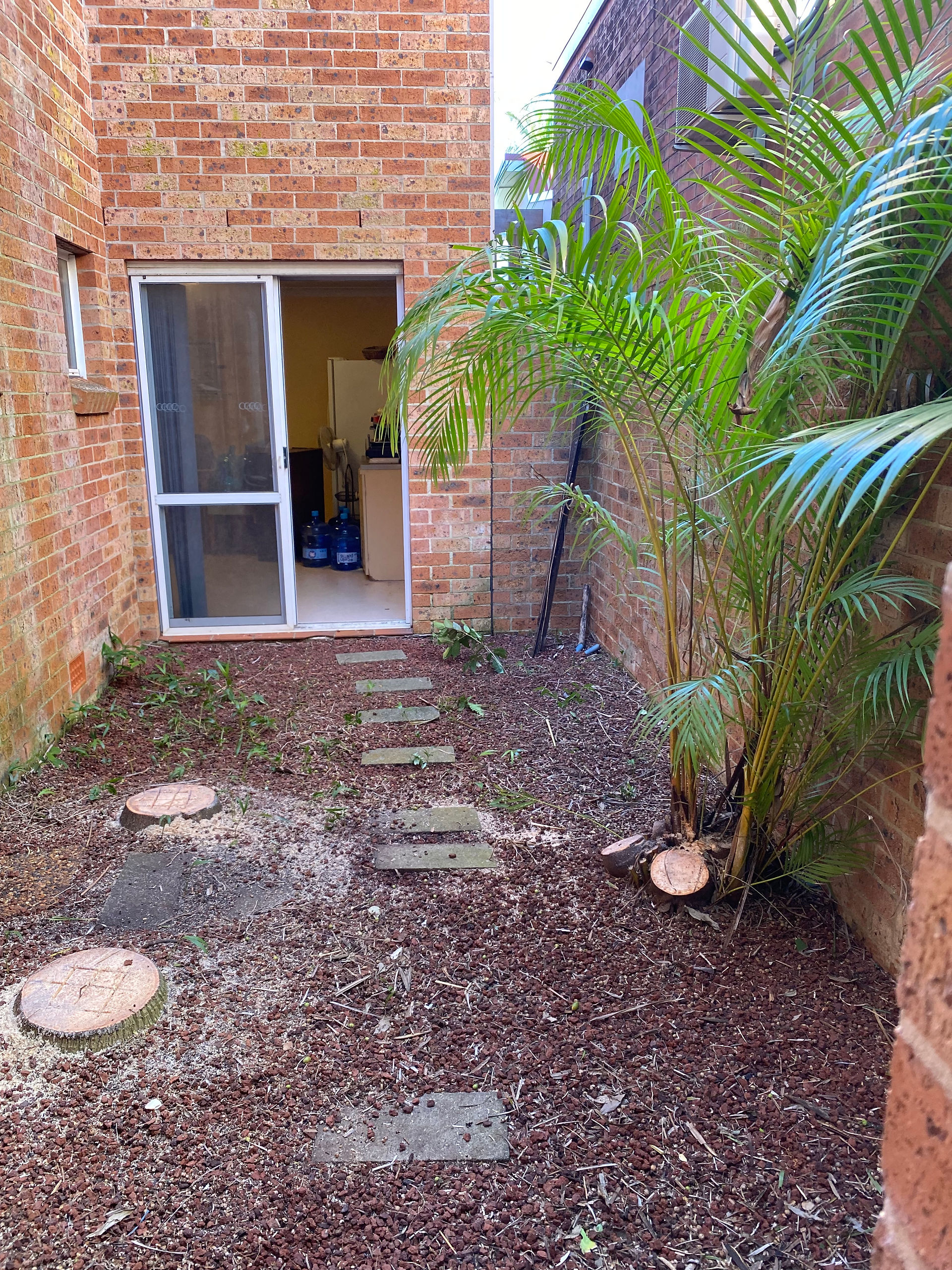 Clearing out area with overgrown trees |  Accomplished Tree Management