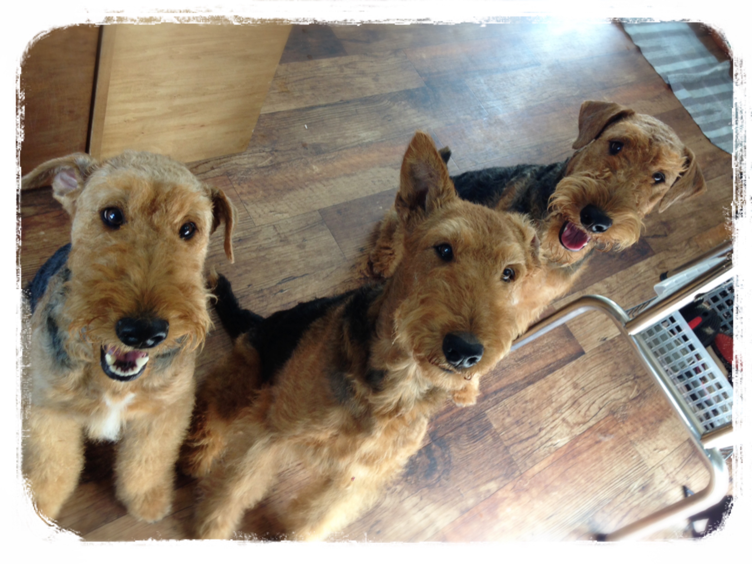 Resultado de imagen para ç¬ welsh terrier ããã³