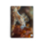 Thumbnail: Prancing Ghost Light - Spiral Notebook - Ruled Line