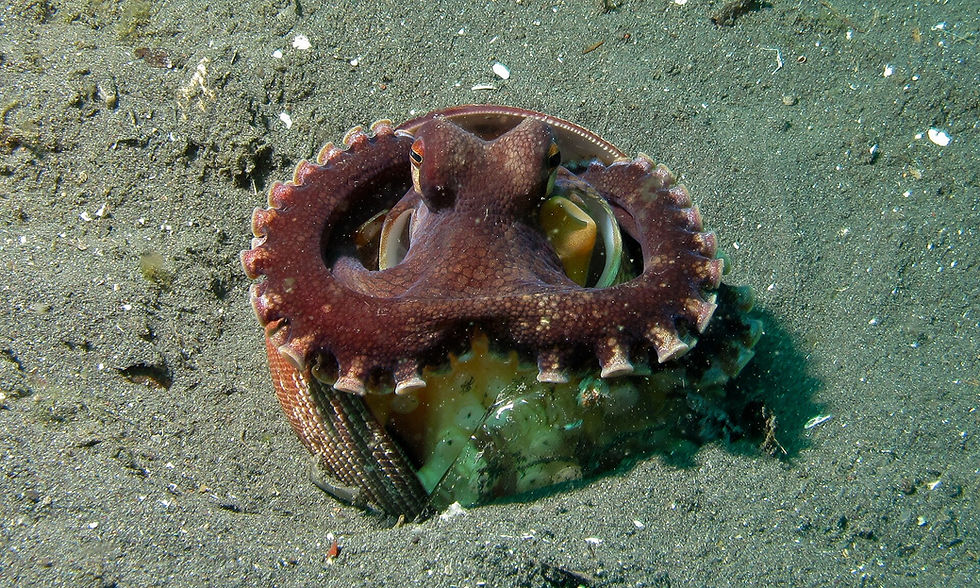 Meet the coconut octopus