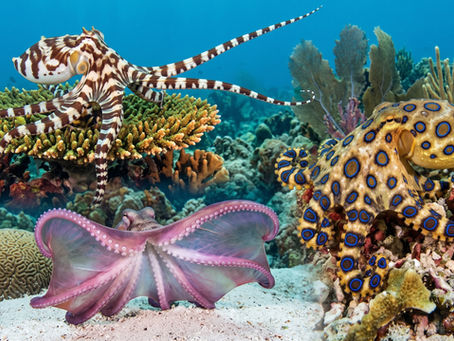 Artisan Octopus Jewelry