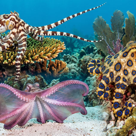 Artisan Octopus Jewelry