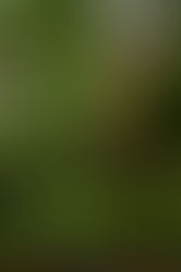 Starting a Food Forest Garden