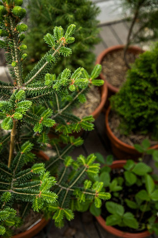 Starting a Food Forest Garden