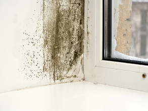 Tips for preventing mold regrowth after a cleanup