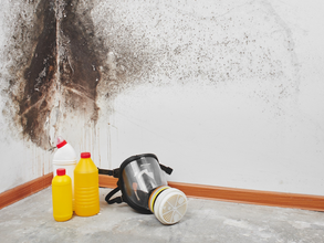 Protecting your health: how mold affects respiratory health and allergies