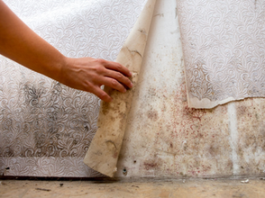 Top 5 signs your business needs professional mold removal services