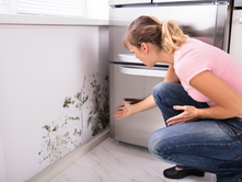 Why DIY Mold Removal Is a Risky Business: Leave It to the Pros