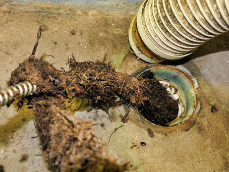 How Tree Roots Sneak into Sewer Lines and How to Stop Them